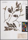 Foto von Salix cinerea L. x Salix purpurea L.